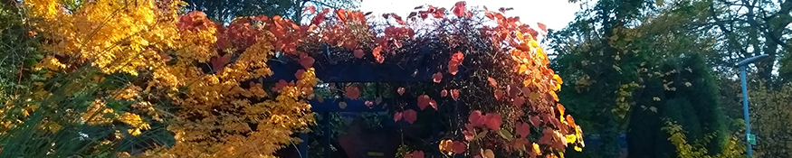 Autumnal gardens in Hope